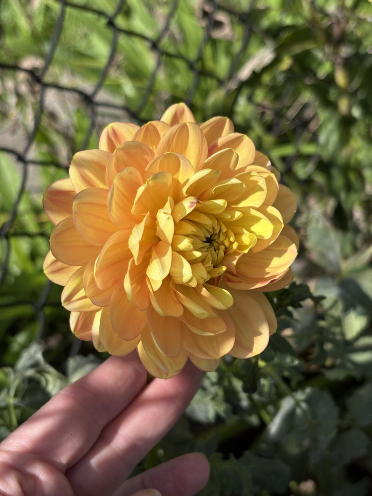 Sandia Gold dahlia