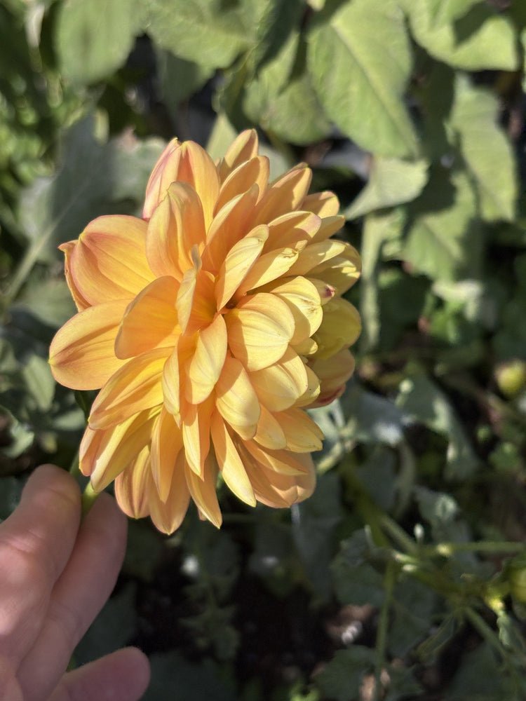Sandia Gold dahlia