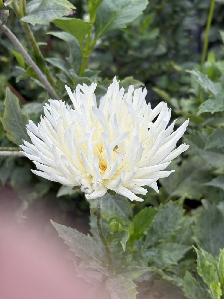 Shilo Jazzman dahlia