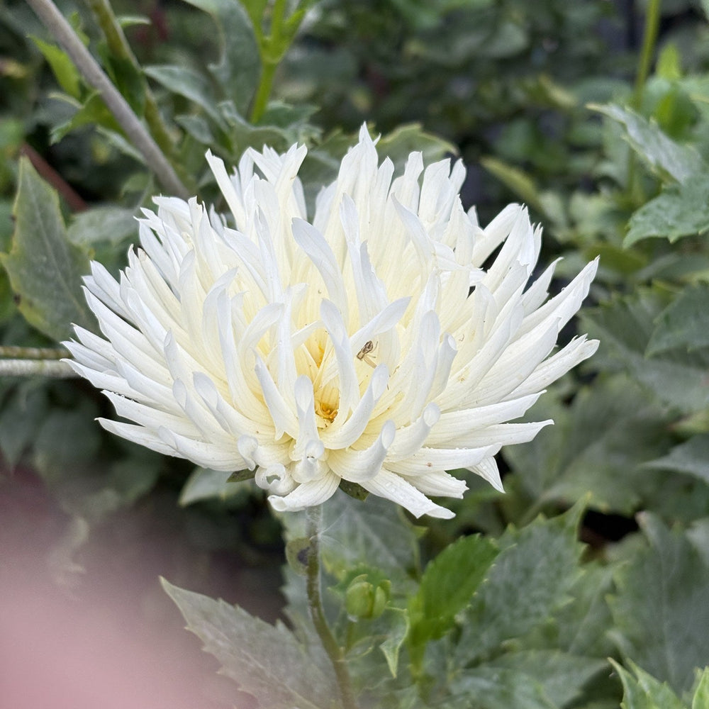 Shilo Jazzman dahlia