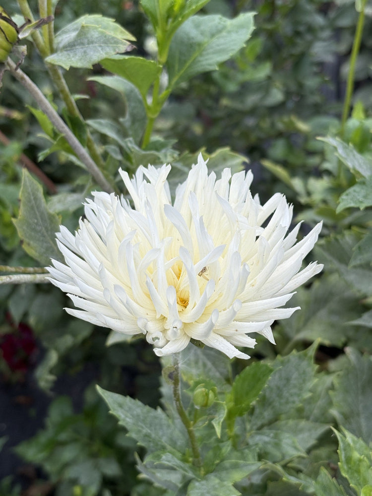 Shilo Jazzman dahlia