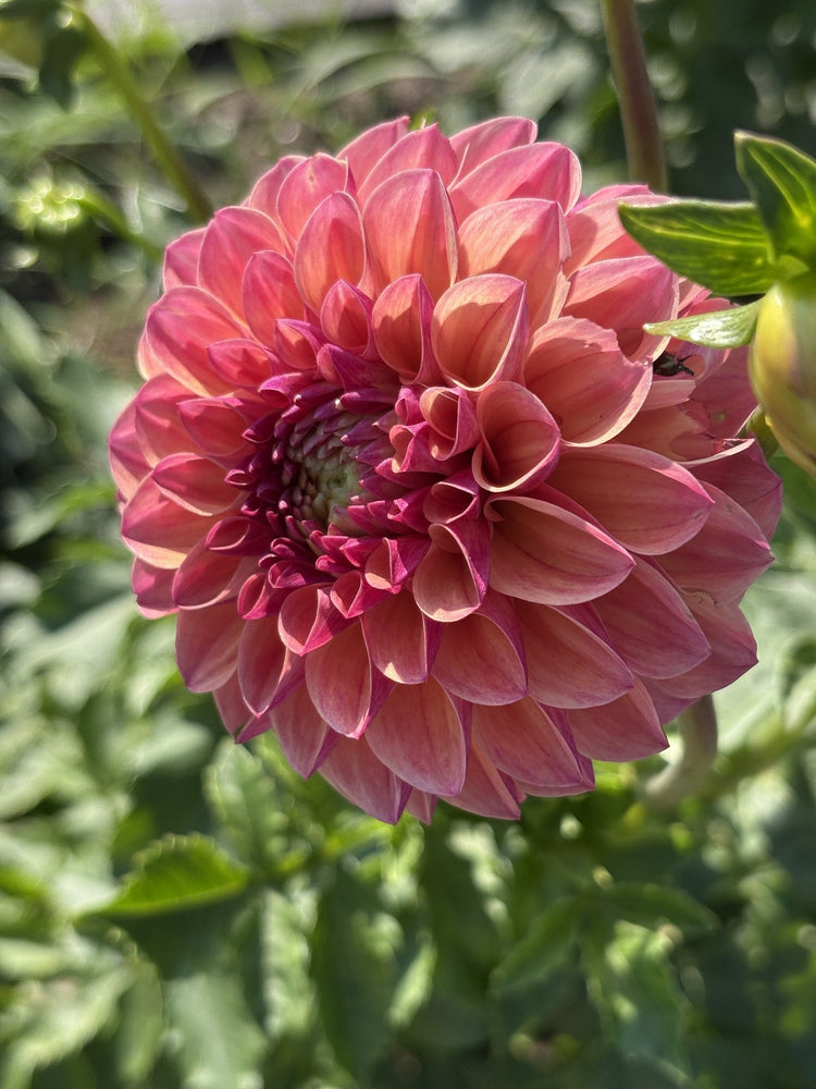 Sidehill Alma dahlia