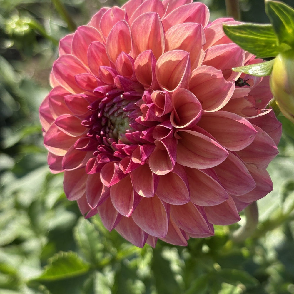 Sidehill Alma dahlia