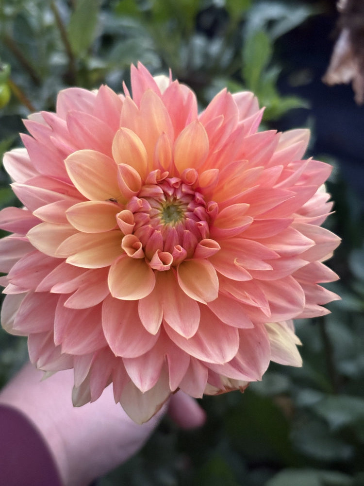 Skeena Easy Breezy dahlia
