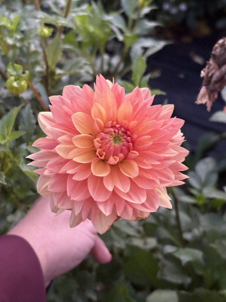Skeena Easy Breezy dahlia
