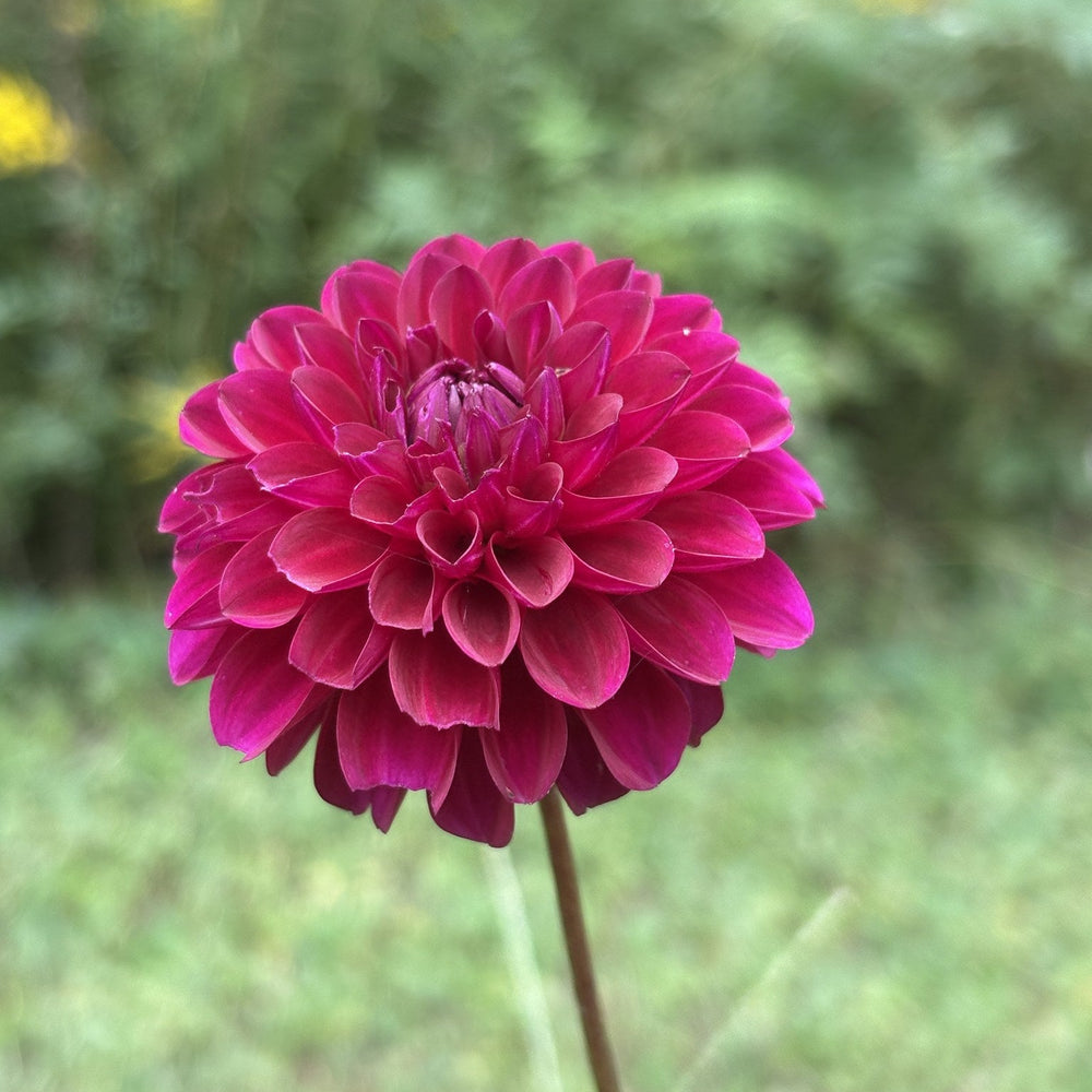 Skeena Gem dahlia