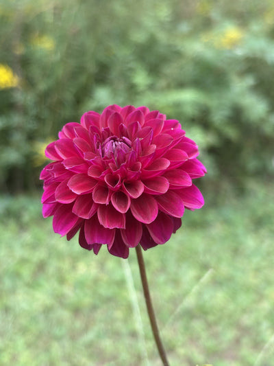 Skeena Gem dahlia