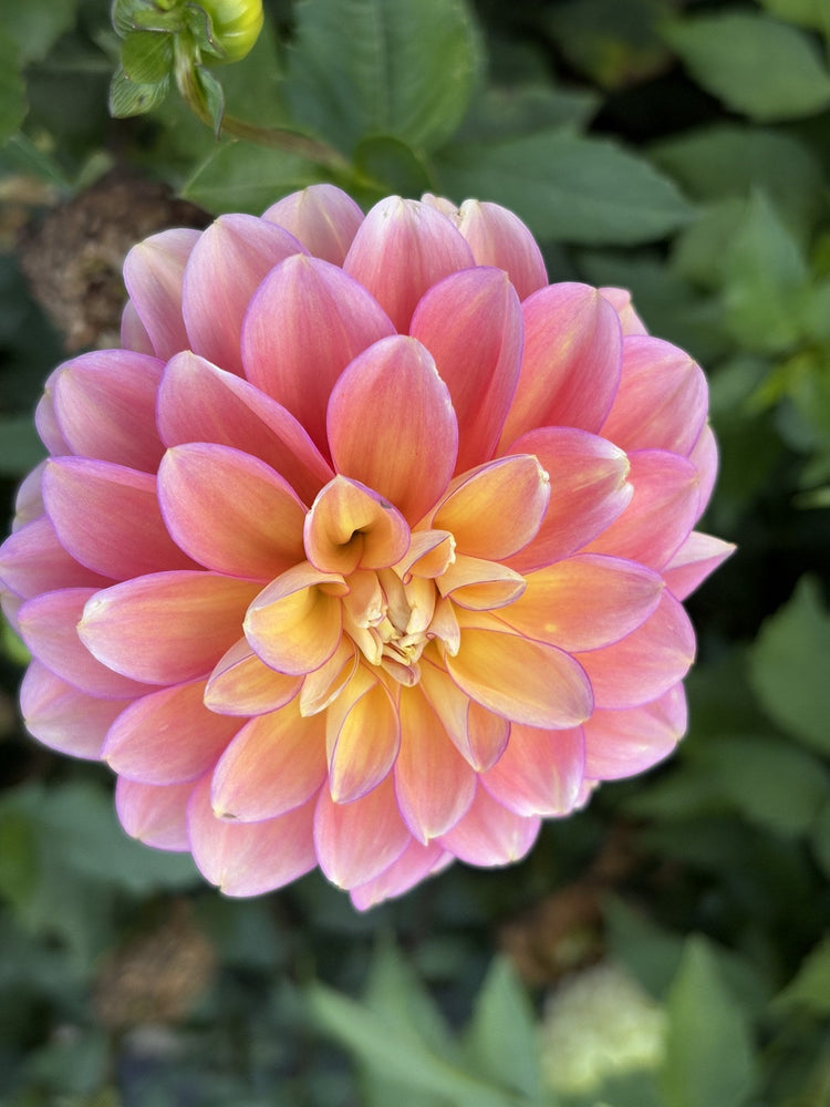 Skeena Harmonies dahlia