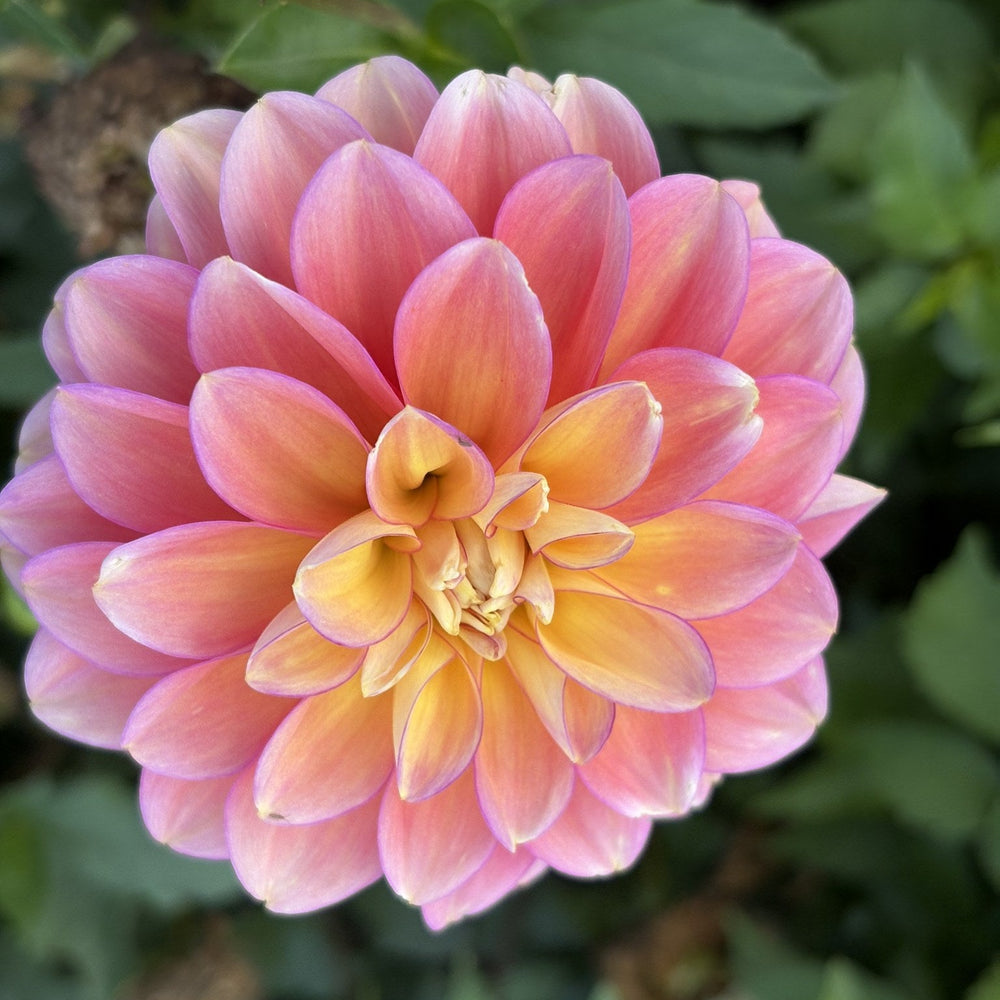 Skeena Harmonies dahlia