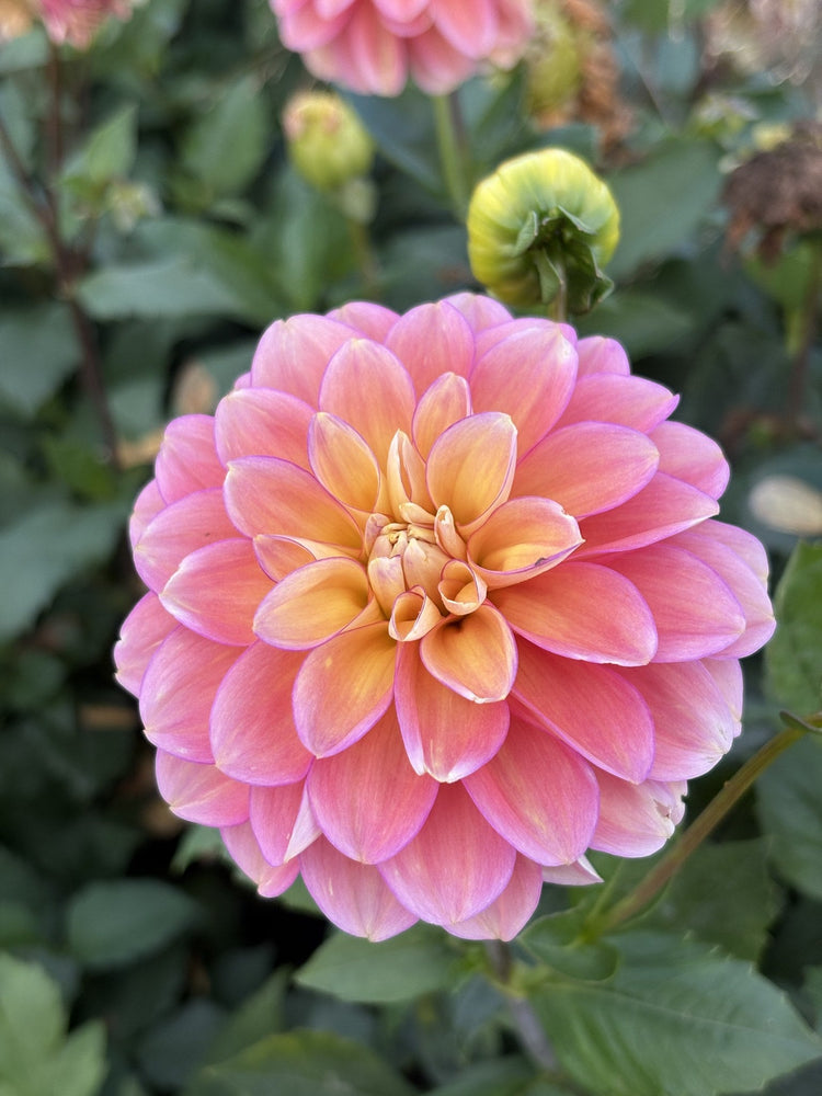 Skeena Harmonies dahlia