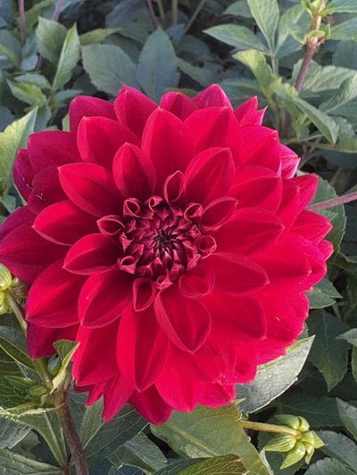 Skeena Rosie dahlia