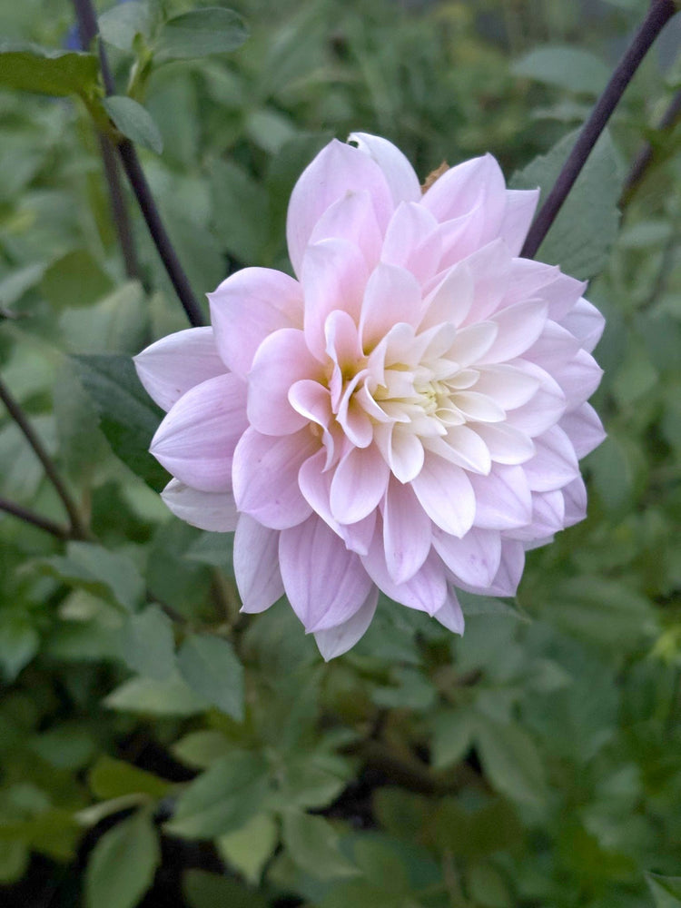 Skeena Yves dahlia