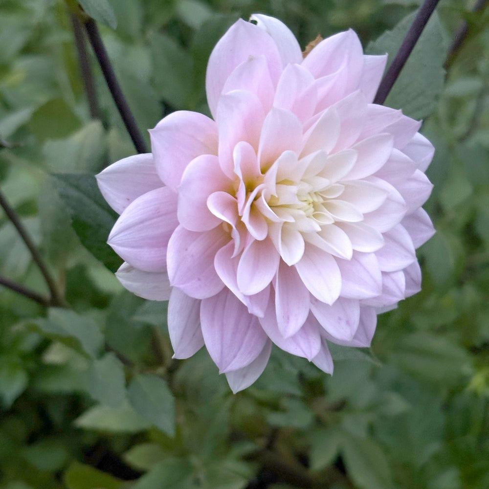 Skeena Yves dahlia