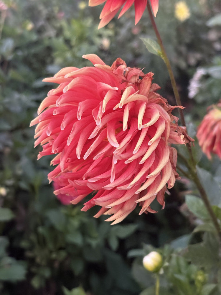 Skipley Bonanza dahlia