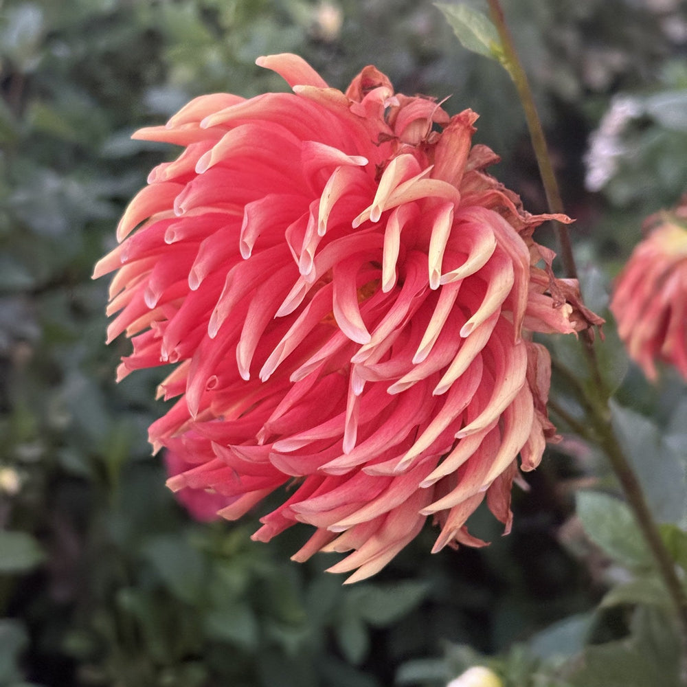 Skipley Bonanza dahlia