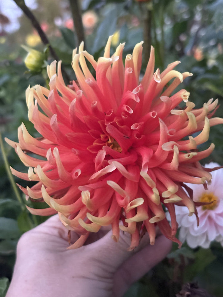 Skipley Bonanza dahlia