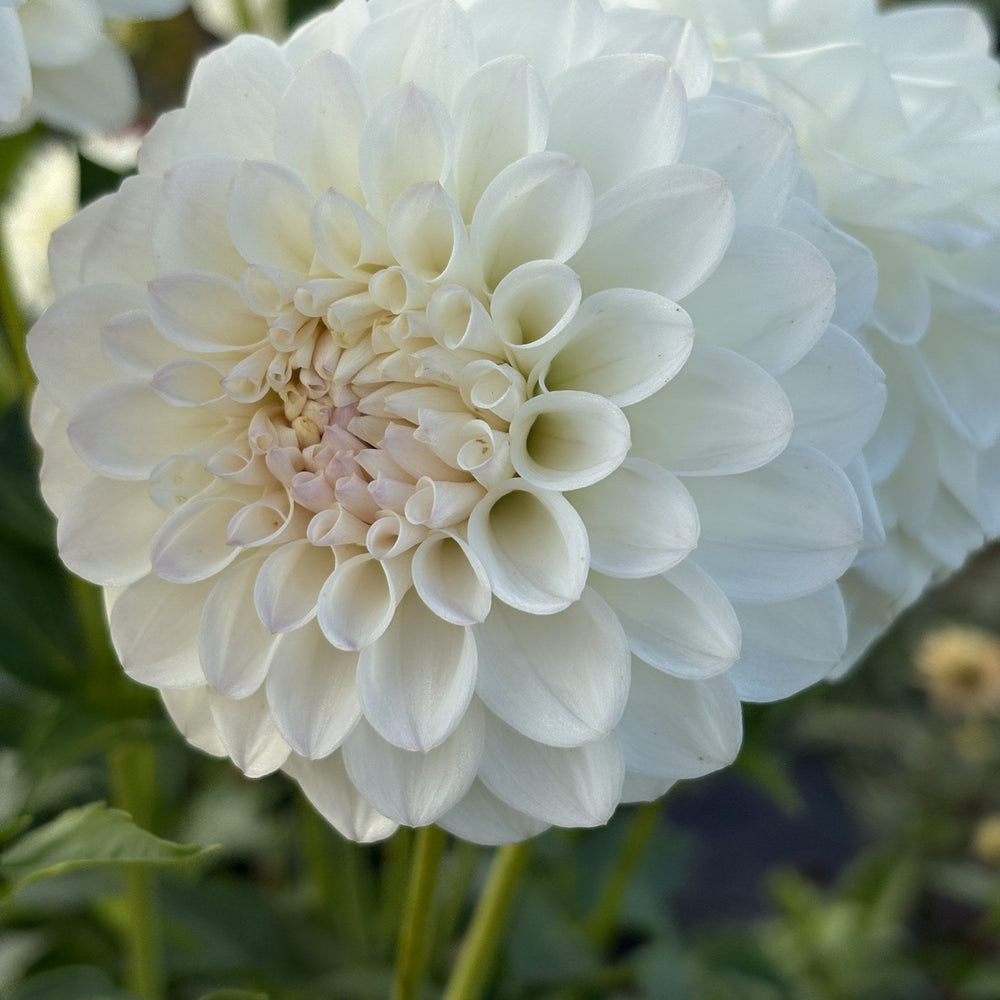 Skipley Swan Song dahlia