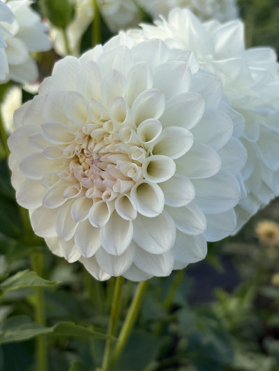 Skipley Swan Song dahlia
