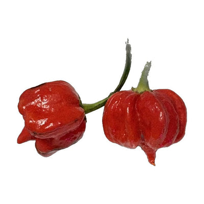 Springtime Trinidad Scorpion