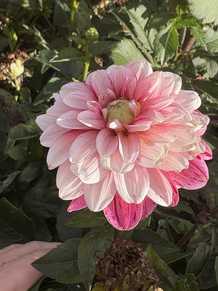 Strawberry Cream dahlia