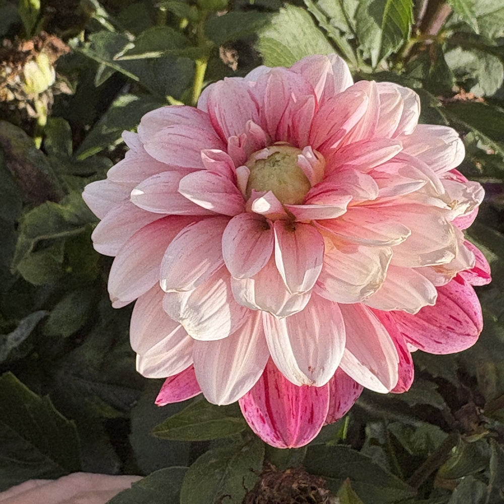 Strawberry Cream dahlia