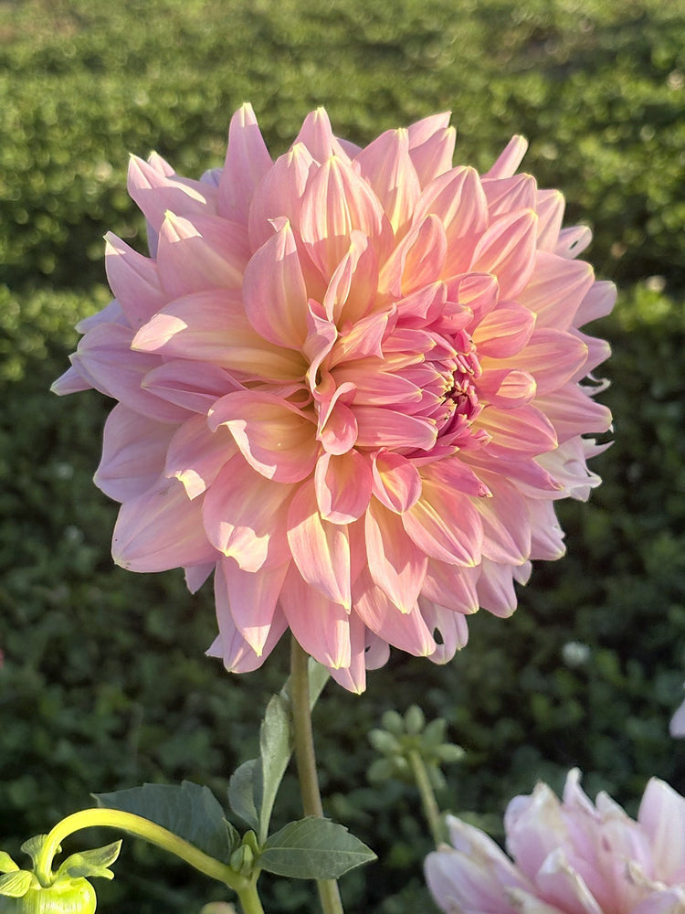 Strawberry Ice dahlia