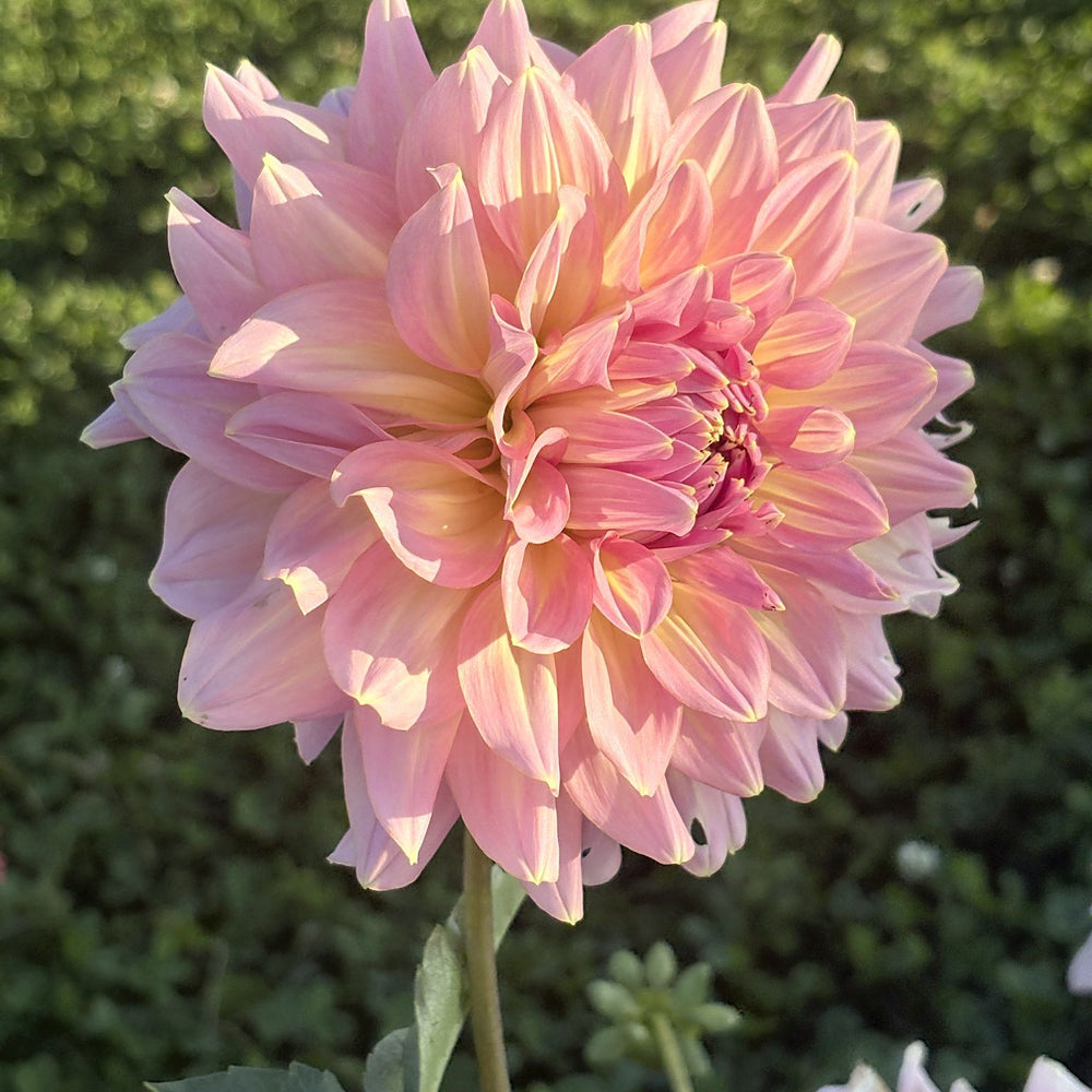 Strawberry Ice dahlia