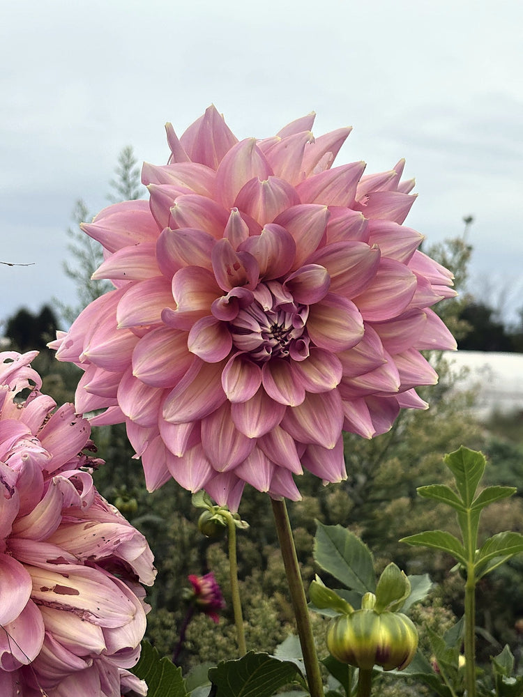 Strawberry Ice dahlia