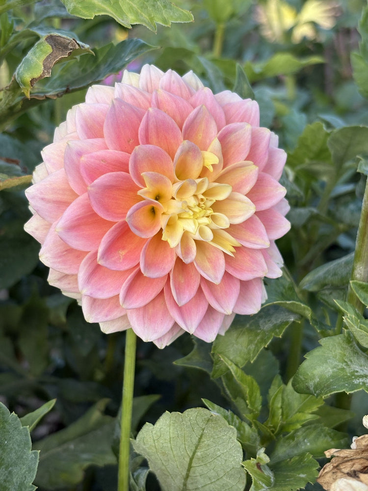 Sugar Town Sunrise dahlia