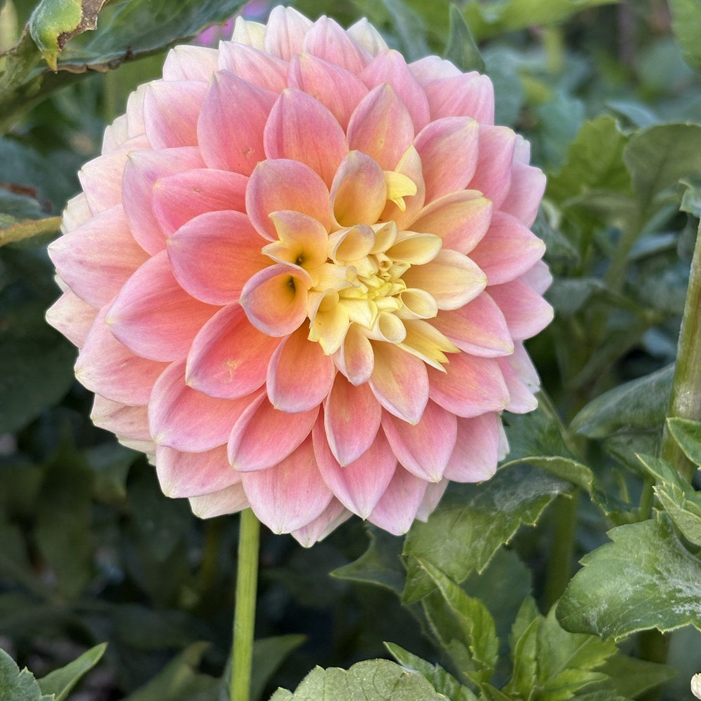 Sugar Town Sunrise dahlia