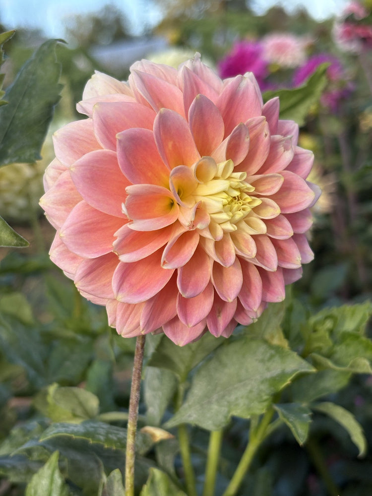 Sugar Town Sunrise dahlia