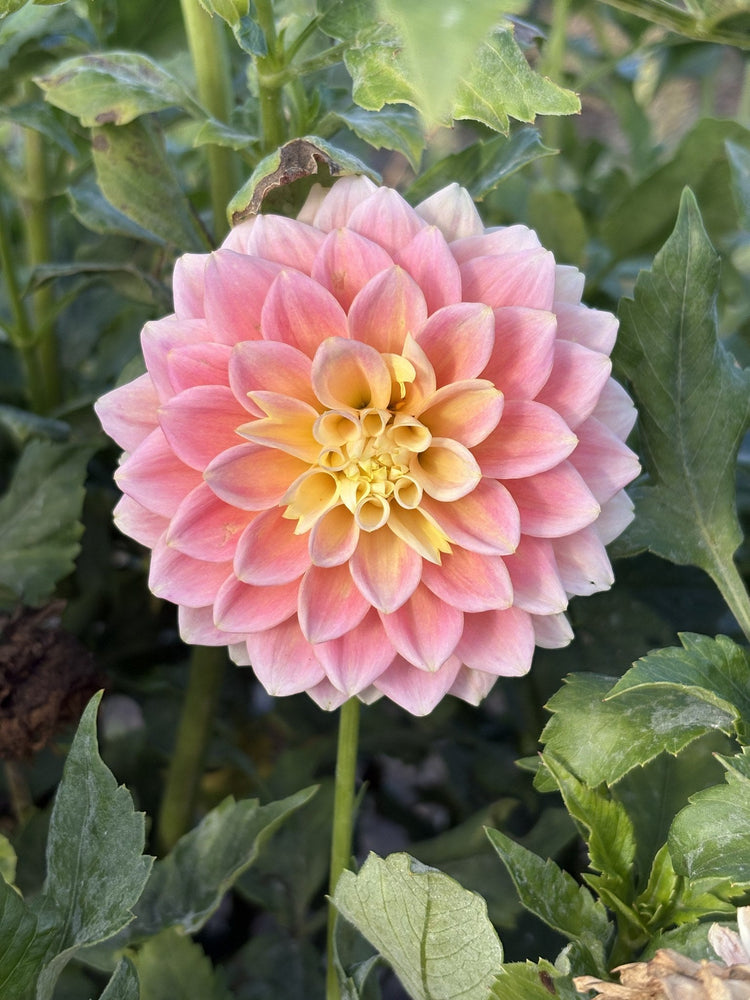 Sugar Town Sunrise dahlia