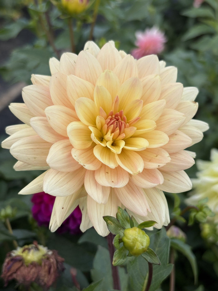 Summer's End dahlia