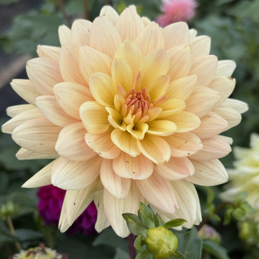 Summer's End dahlia