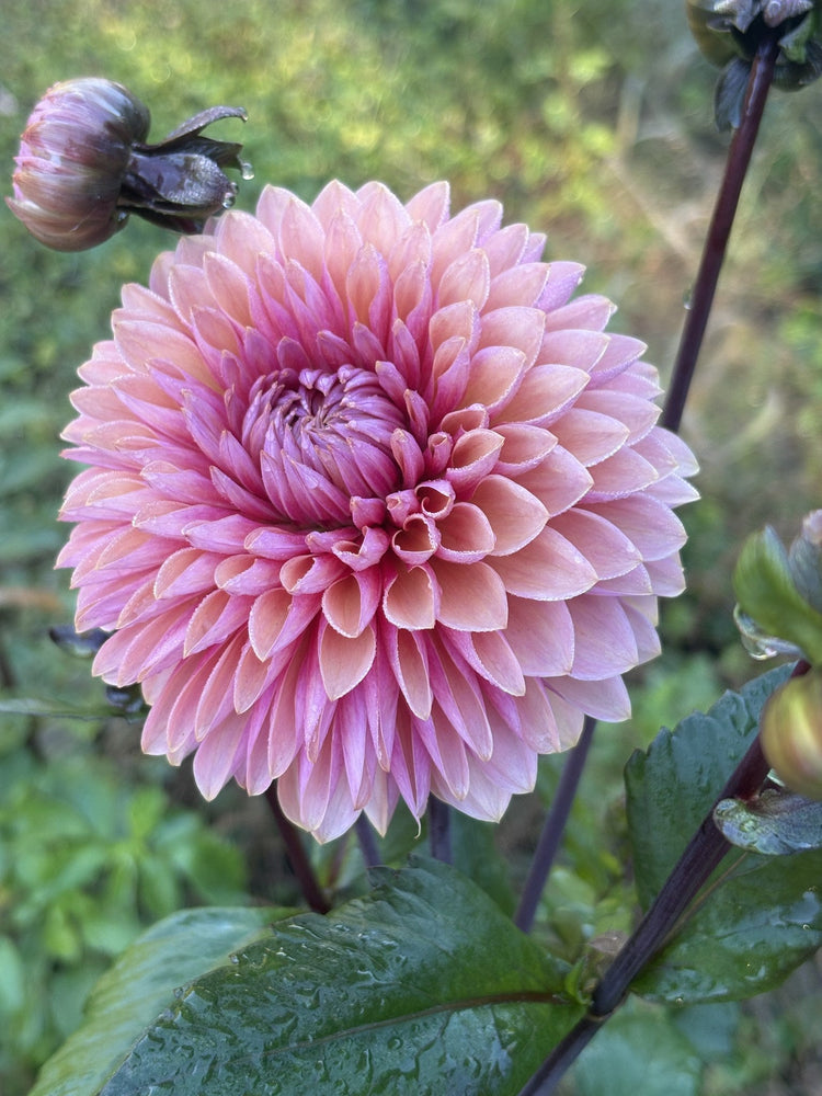 Sweet Sanne dahlia