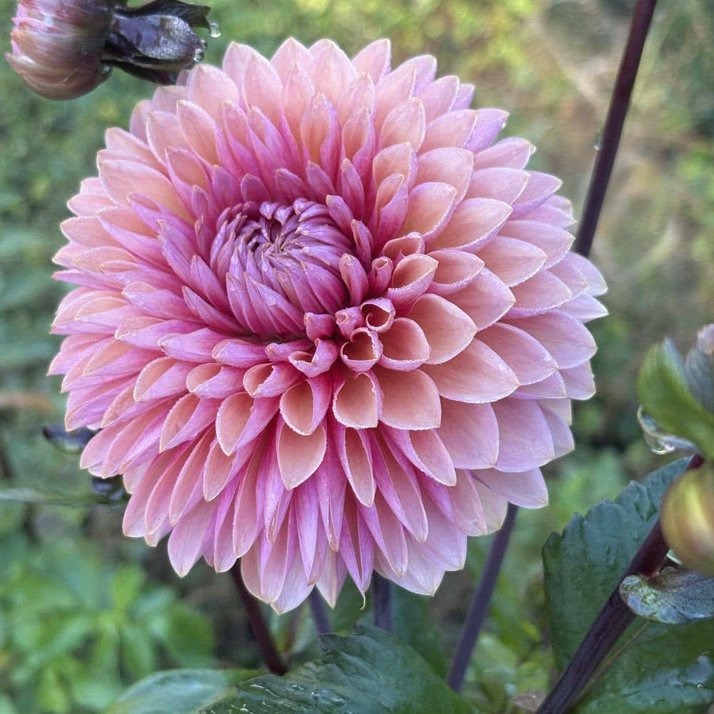 Sweet Sanne dahlia