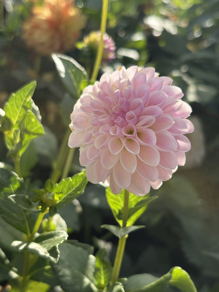 Tahoma Kelli dahlia