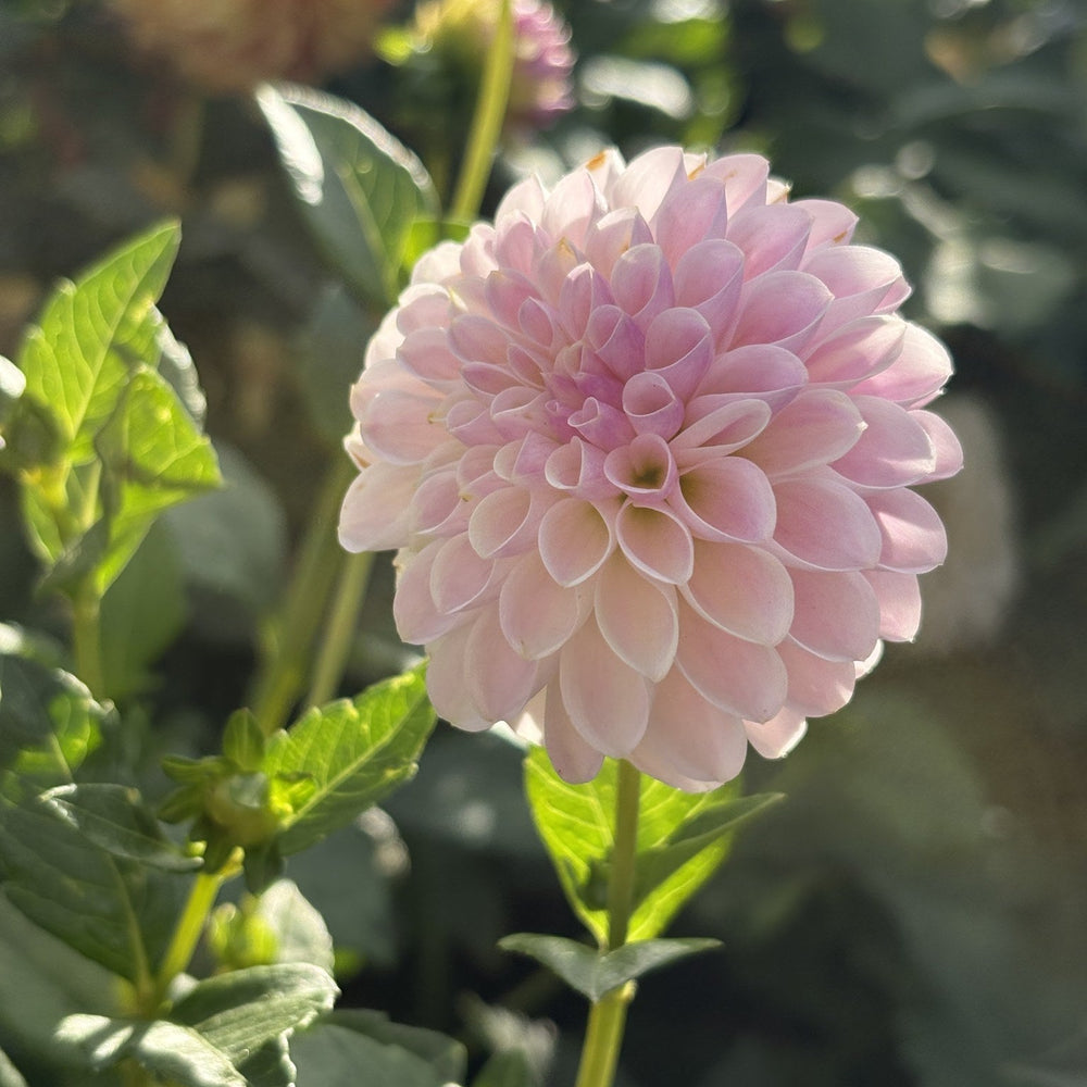 Tahoma Kelli dahlia