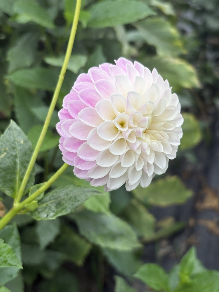 Tahoma Stellar Feller dahlia