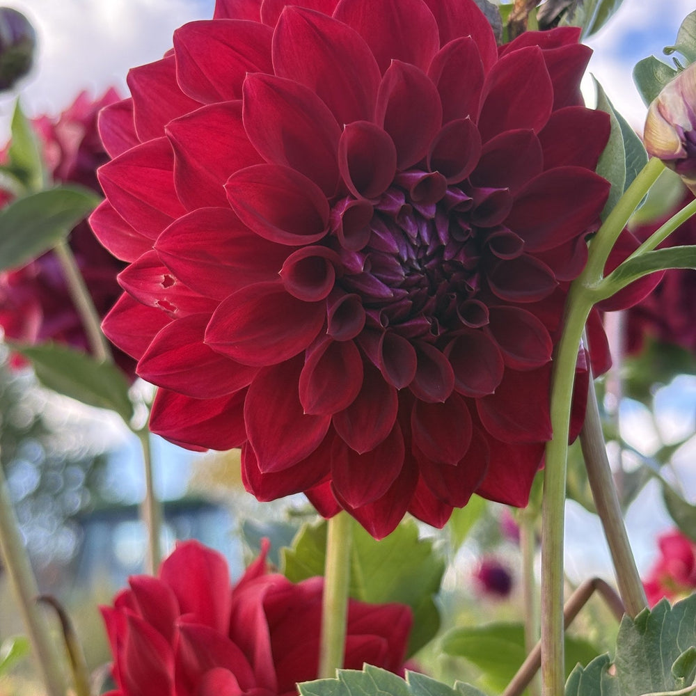 Tahoma Velvet dahlia