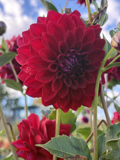 Tahoma Velvet dahlia
