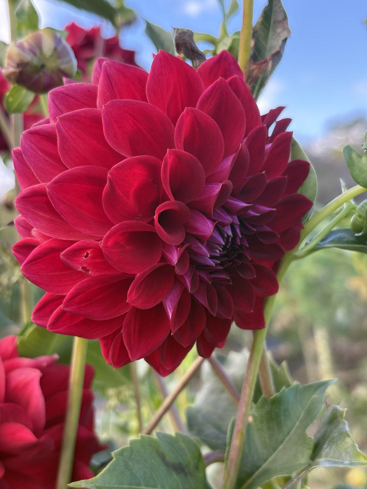 Tahoma Velvet dahlia