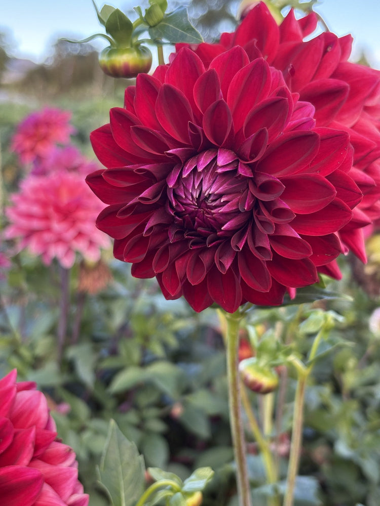 Tahoma Velvet dahlia