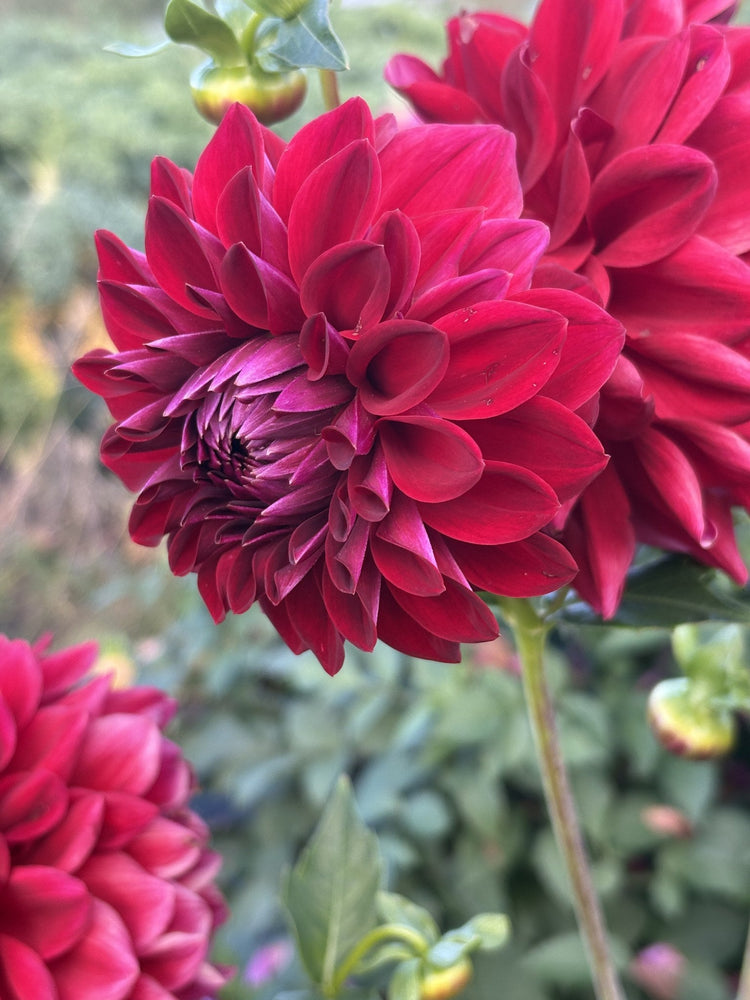Tahoma Velvet dahlia