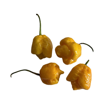 Trinidad Moruga Scorpion