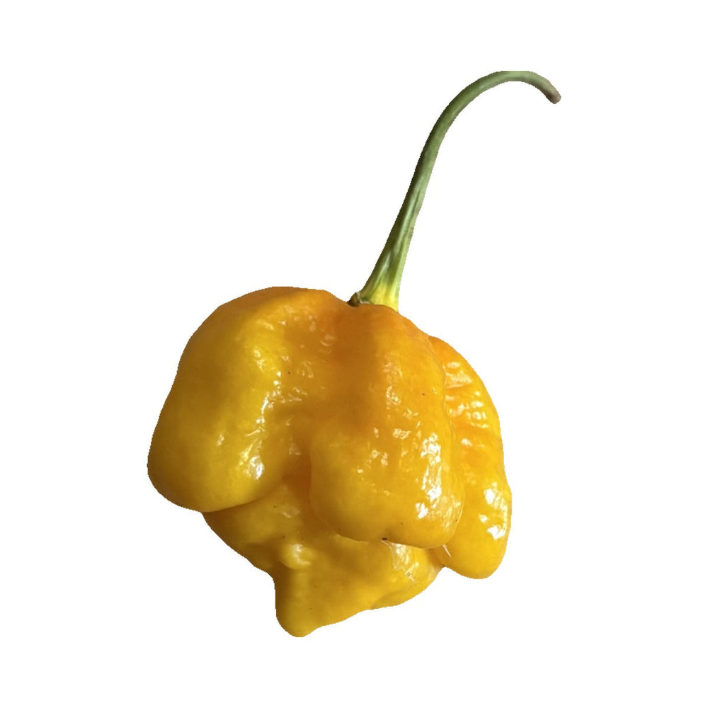 Trinidad Moruga Scorpion
