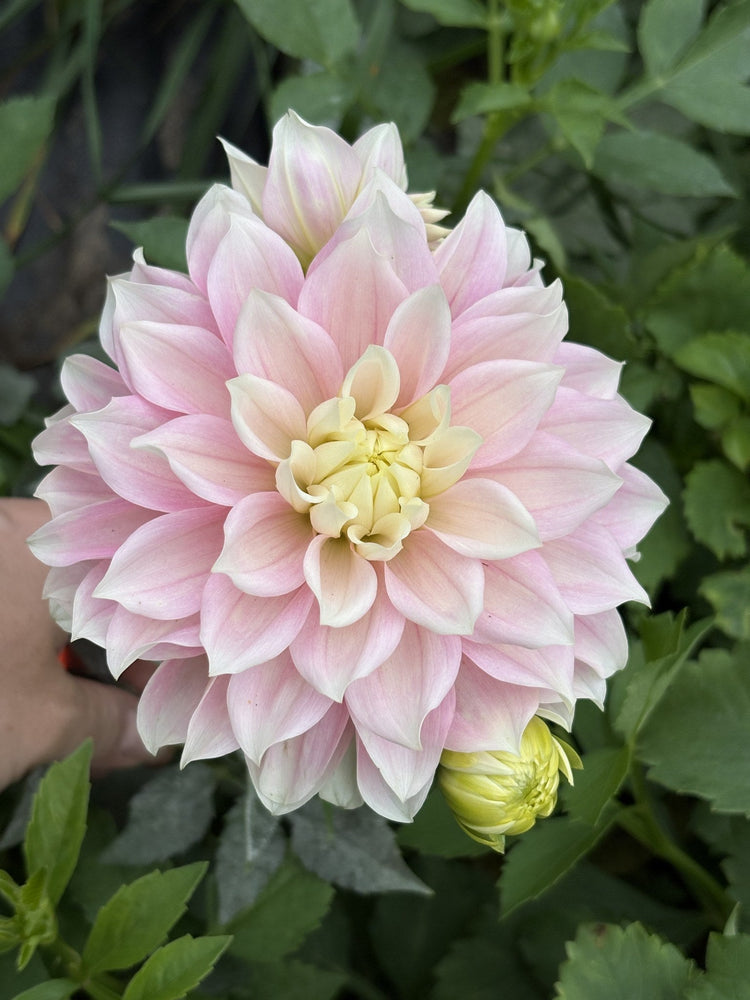 Truly Scrumptious dahlia