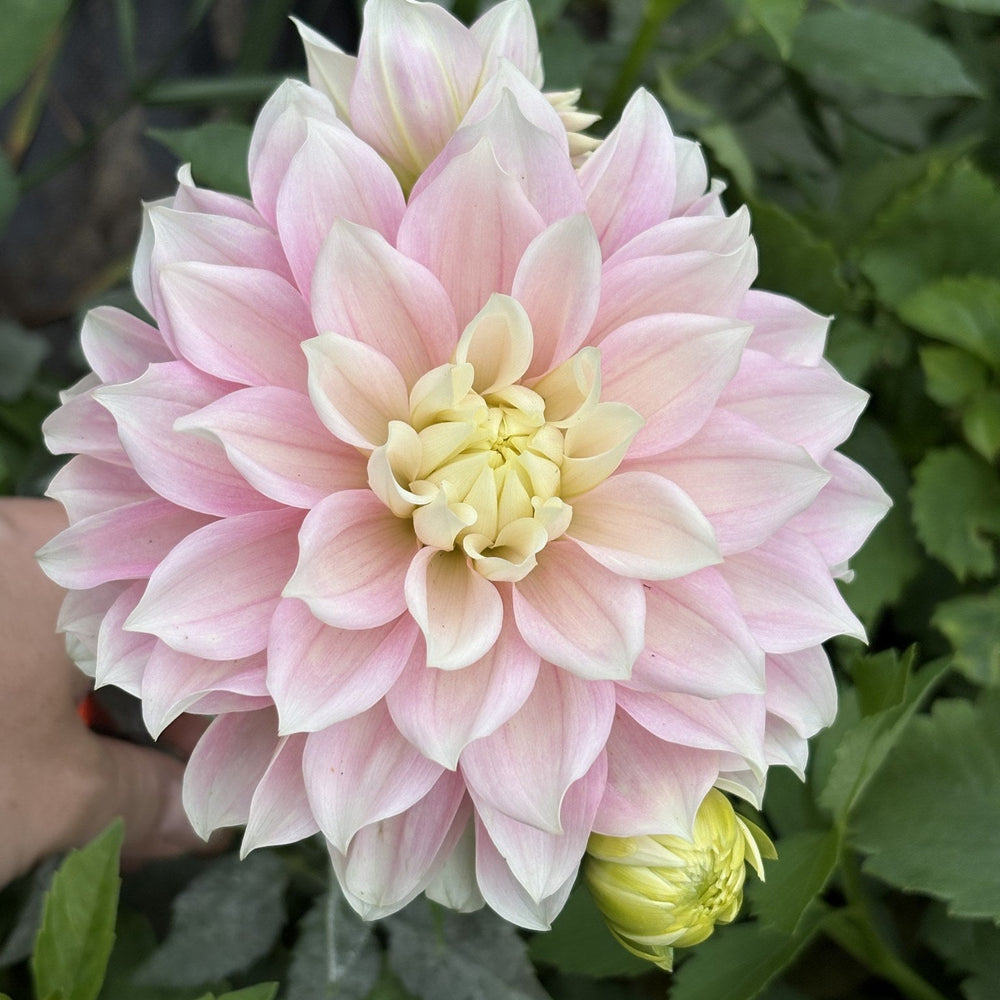 Truly Scrumptious dahlia