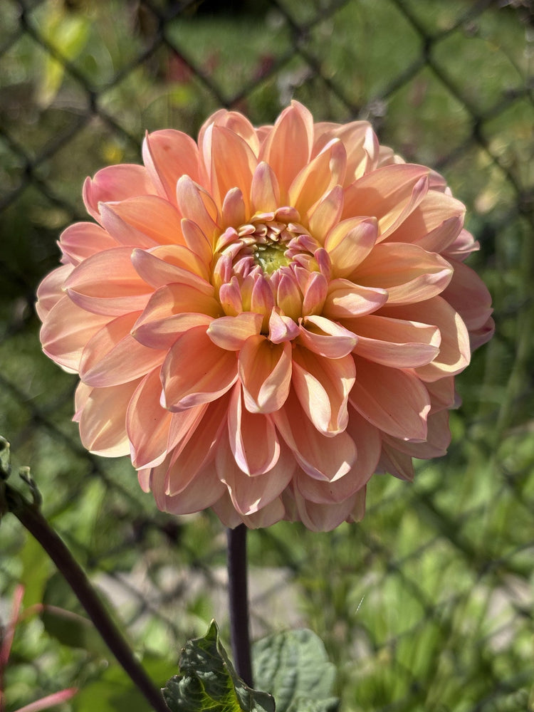 Tsukuba Otohime dahlia