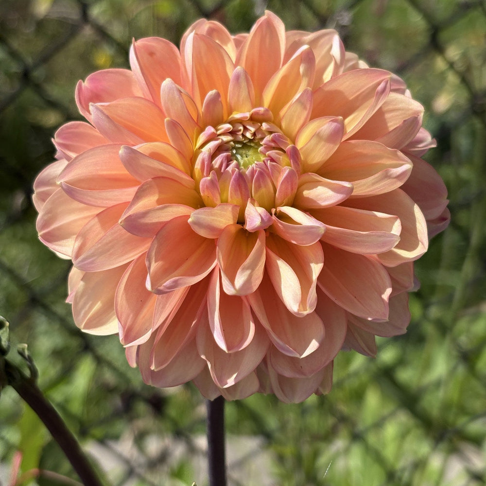 Tsukuba Otohime dahlia